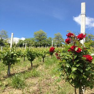 Locations for incentive tours in Italy: Santa Maria della versa
