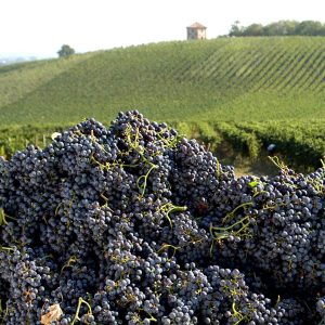 Italian wine grapes