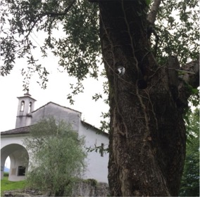 foto scudo albero
